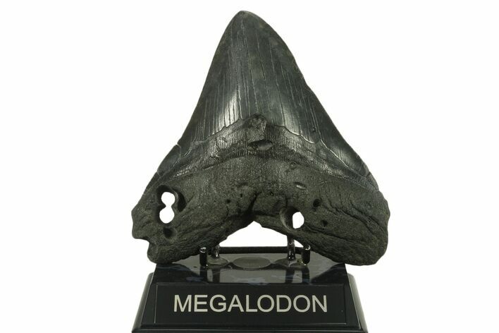 Huge, Fossil Megalodon Tooth - South Carolina #383196